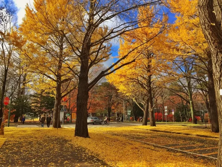 Cẩm Nang Du Lịch Hokkaido Mùa Thu: Khám Phá Xứ Sở Phù Tang Rực Sắc Vàng Đỏ