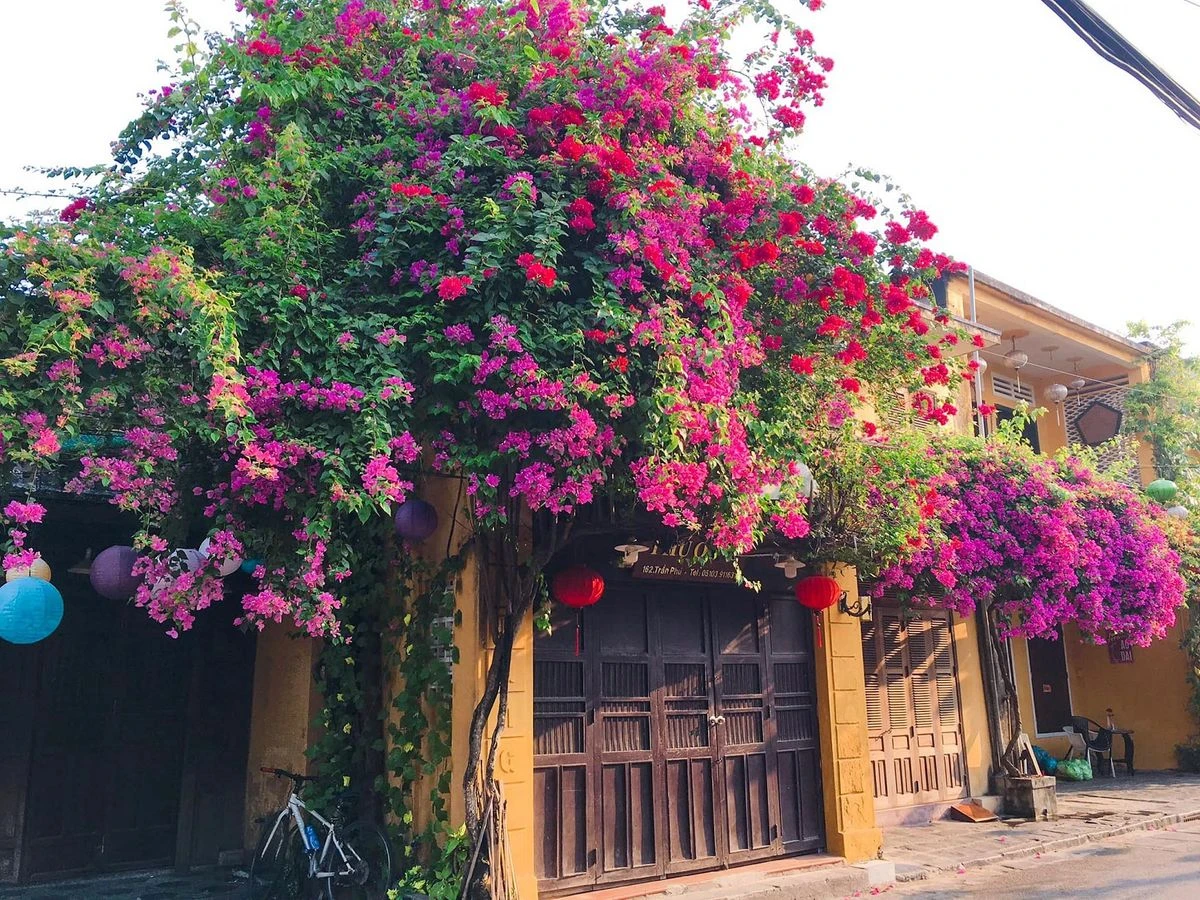 Giàn hoa giấy rực rỡ sắc hồng tím phủ kín hiên nhà cổ Hội An
